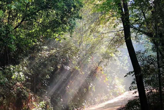 武夷岩茶水仙摇青现场