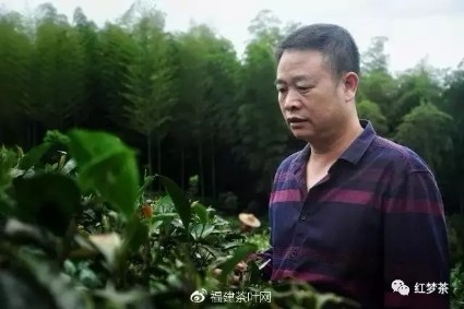 好茶推荐|大师茶 · 珍国色