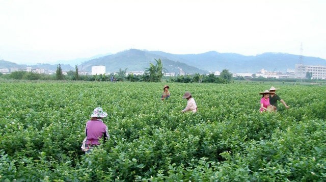 《窨茶用茉莉栽培技术规程》团体标准立项公示