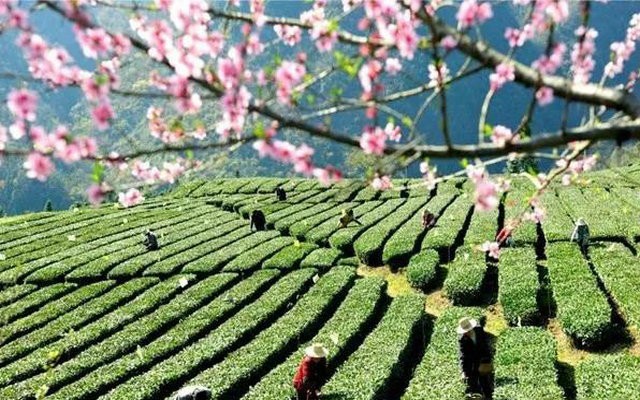 这茶有多神奇？引得茶界知名专家教授学者9月23日齐聚湖北秭归！