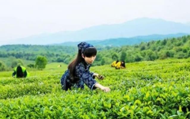 “茶叶”变“茶业”，抖音电商助力产业升级