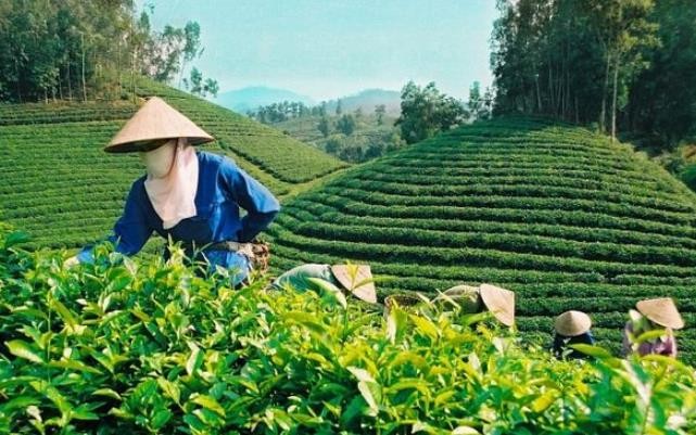 2022年茶叶出口将实现两位数增长