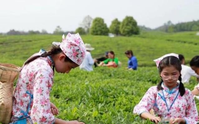 祁阳：“茶叶”做成“茶业” 富了村民美了生态