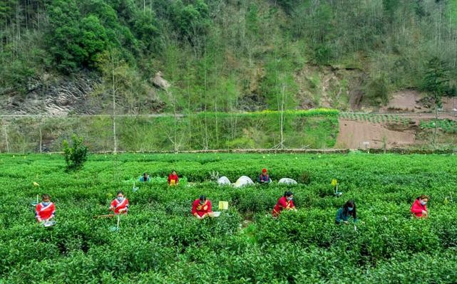 “小茶叶”撬动“大发展” 宣汉绿茶获评“全国名特优新农产品”
