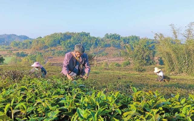 聚力茶旅融合：粤滇两省开创“以茶促旅、以旅带茶、茶旅互融”新范式