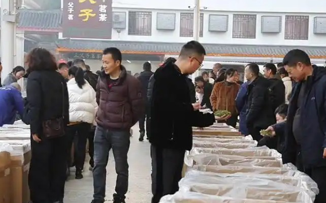 四川乐山早茶问春 打响“抢鲜战”