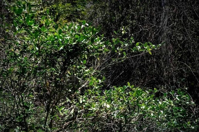 1307a993443990058147536ebf128534.jpg
