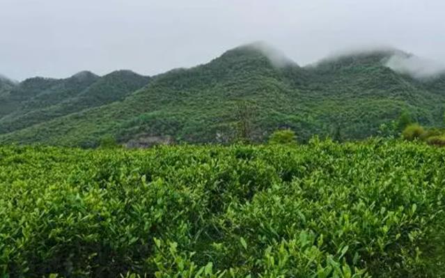 4f5bb67867e561cffd4bee425e0749c4.jpg