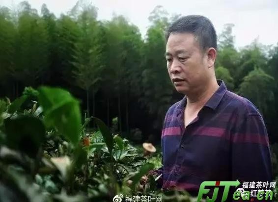 政和白茶非物质传承人余步贵