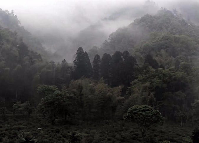 坳头红茶金骏眉