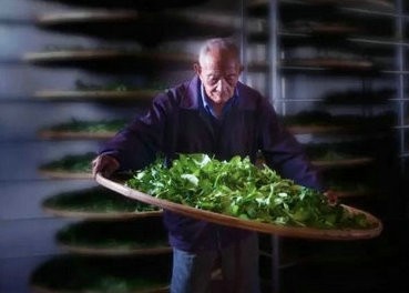 苏炳熙：武夷山最年长茶人