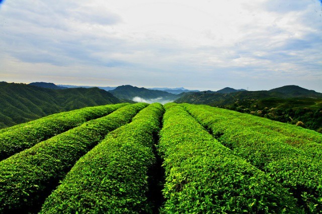 关于水仙茶