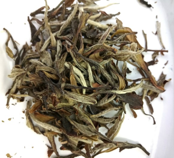 政和白茶欲“北上” 茶界“大咖”指“方向”