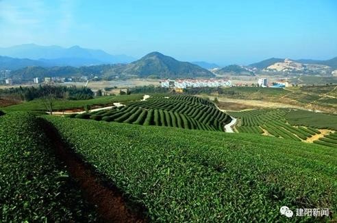建阳茶·乡愁驻