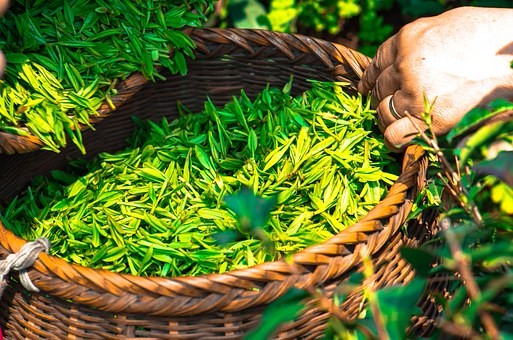 酒有茅台，烟有中华，中国茶行业里却没有大品牌？未来会有吗？