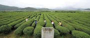 北苑贡茶 何日盛景重来