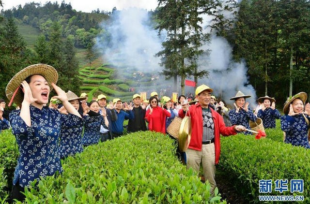 武夷山：生态茶园 祭茶喊山