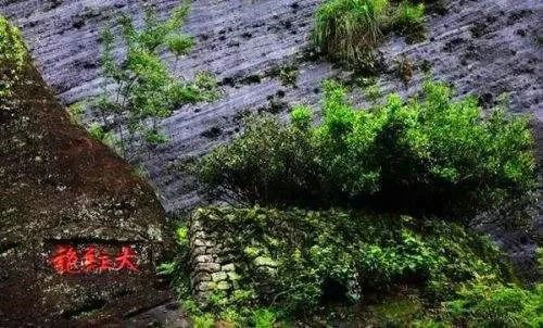 寻茶 . 一座武夷山 半部茶叶史