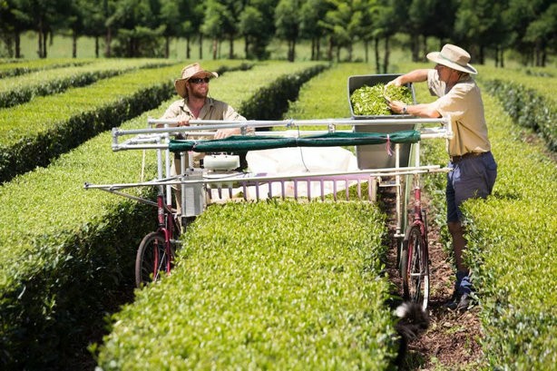 澳大利亚茶叶种植者Australian Tea Growers Are Keen on Green