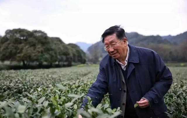 茶界开年喜讯！陈宗懋院士领衔项目获国家科技进步二等奖！