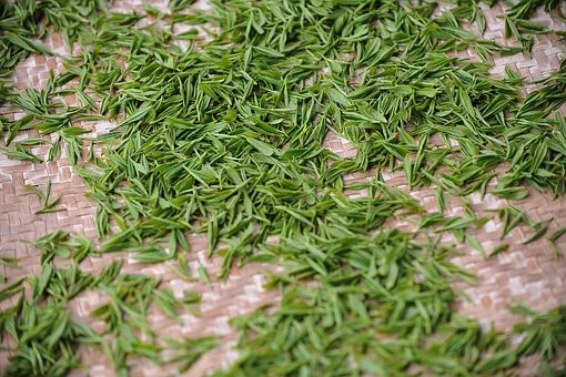 美媒：新研究显示饮绿茶而不是红茶可能有助于长寿