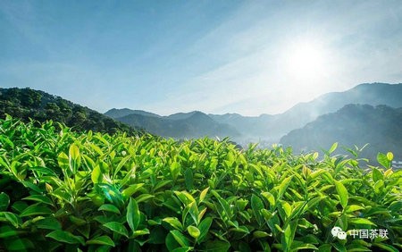 中国茶产业联盟关于开展中国茶产业T20 创新模式推评活动的通知