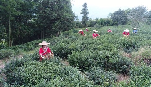 建阳漳墩的白茶--茶芽已露尖尖角