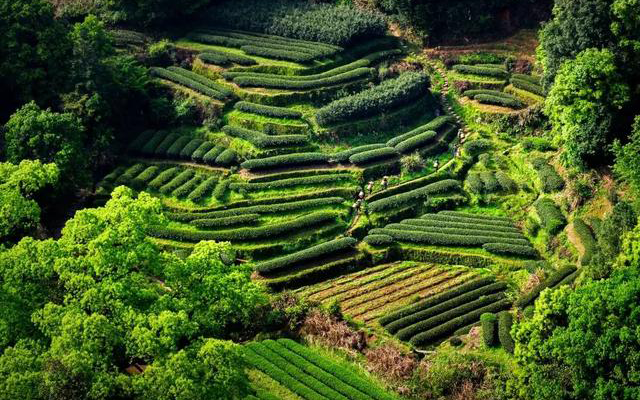 「作家写武夷」魏维：“去吃茶”