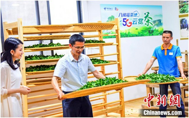 首秀“5G云赏茶” 福建武夷山赋能智慧茶业发展