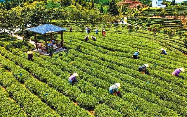 福州永泰：千亩茶园书写扶贫“大文章