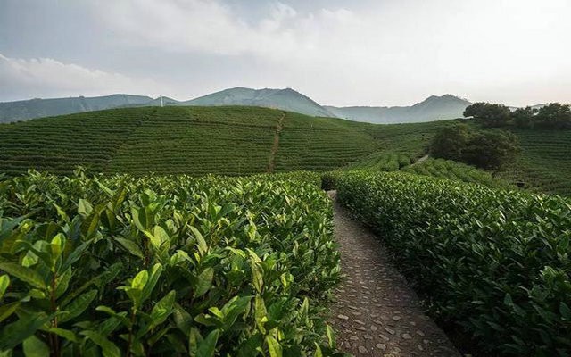 河源紫金：千亩茶谷铺就绿色小康路