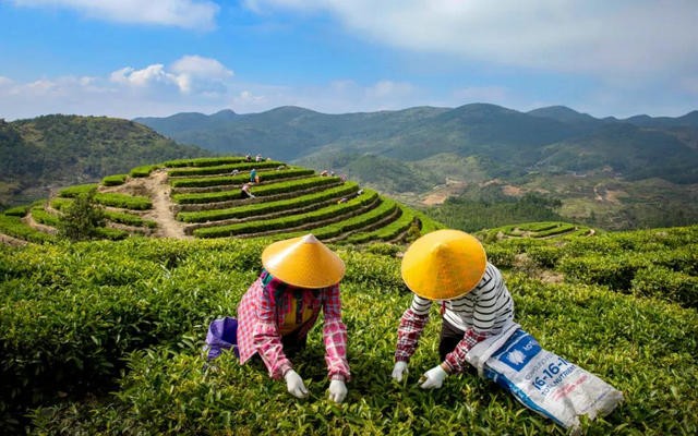 诏安：远山寻茶，生态之美