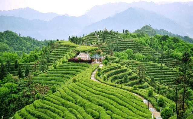 福建安溪68岁老茶农陈艺扬的《茶业美学》