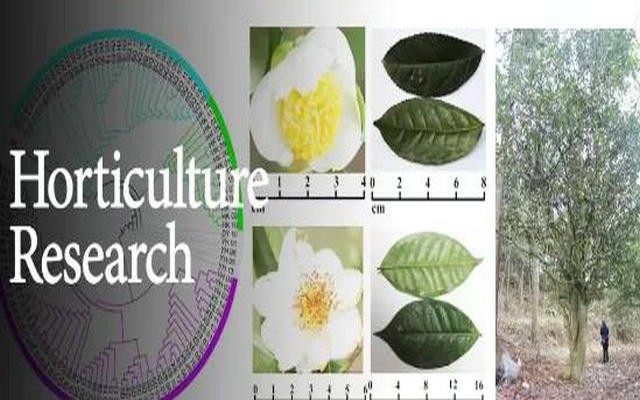 赵德刚团队解析云贵高原古茶树群体遗传结构，并确定茶树重要农艺性状的候选基因