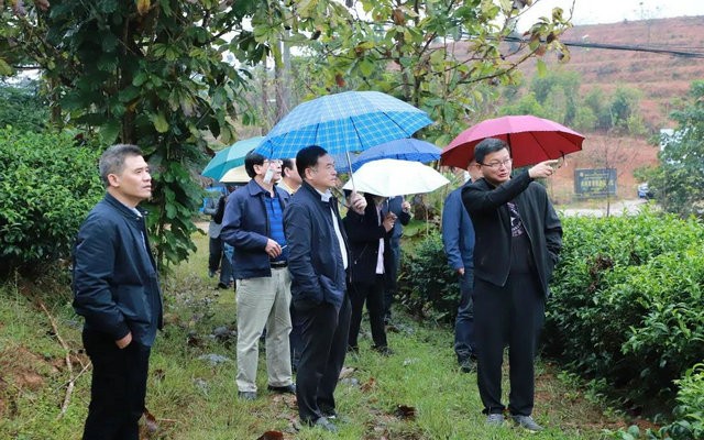 南平市市人大常委会领导赴松溪调研茶产业发展情况