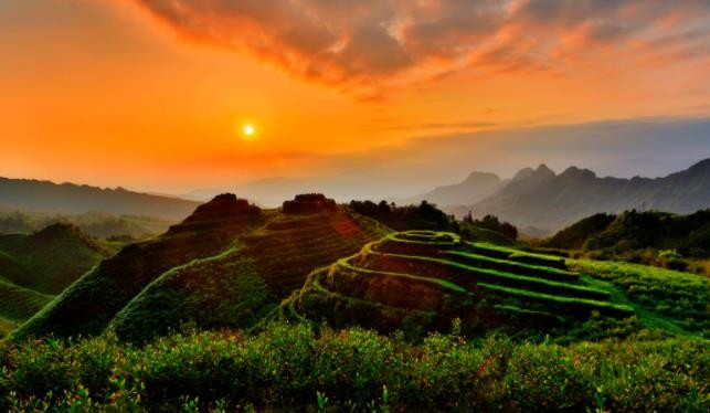 助推茶产业转型升级 绘制乡村振兴新蓝图