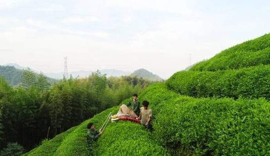 杭州：生态茶 俏海外