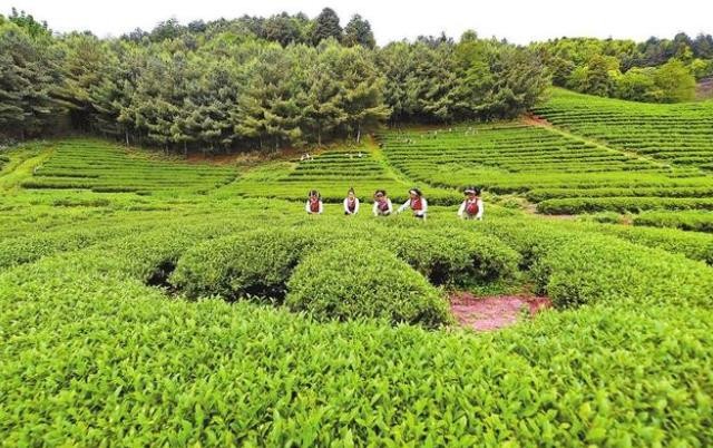 巍山高山生态茶开采