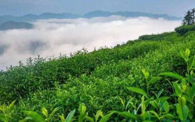 实施“大监管”“大服务” 推动福鼎白茶打造质量新高地