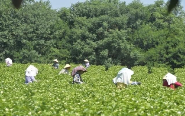 小茶叶撑起大产业