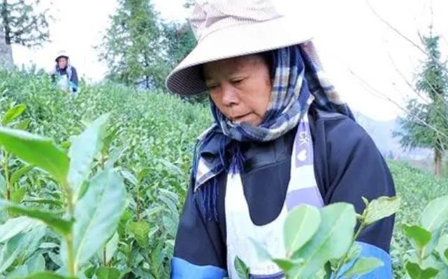 普安县高棉乡：万亩茶园全面开采 茶叶采摘销售忙