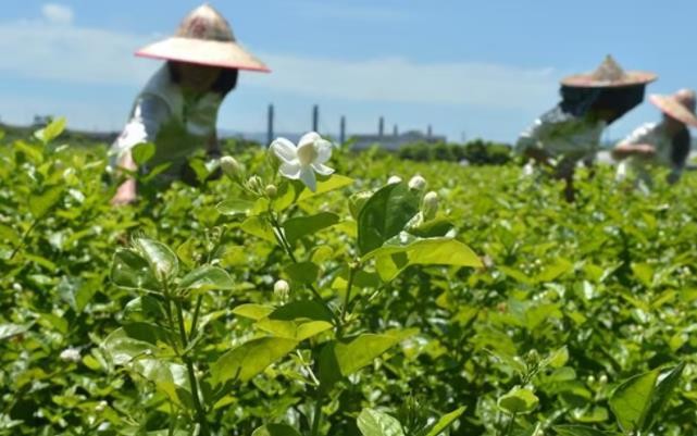 各地名茶齐聚“藏茶之都”，福州茉莉花茶欲香飘莞邑