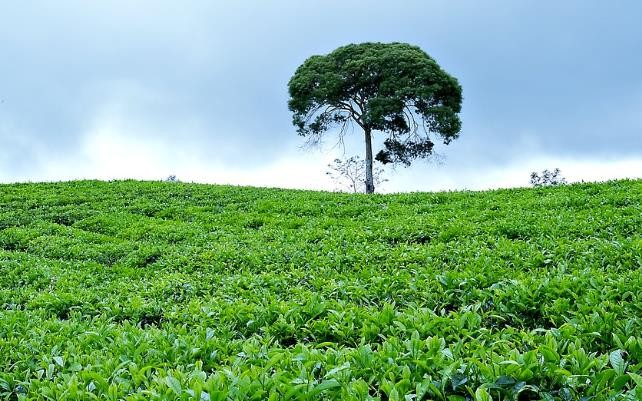 2023年诏安八仙茶 单丛茶（漳州）品鉴会举行