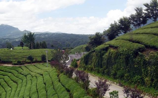 湖北鹤峰：茶园有路 茶农有福