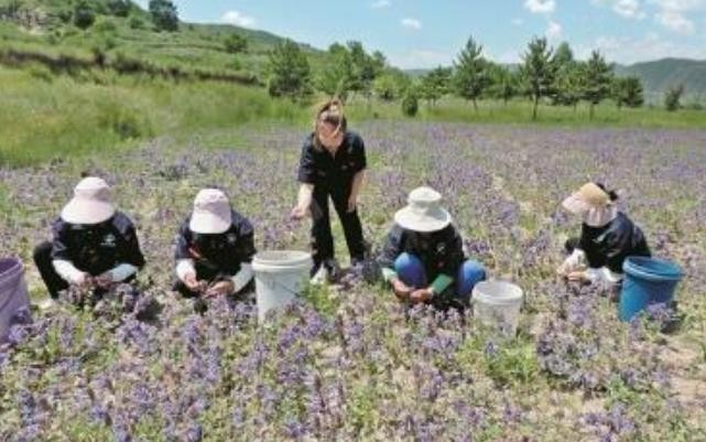 茶花采摘正当时 茶韵飘香促振兴