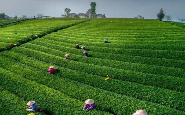 政策助力松阳茶产业高质量发展 带动茶人增收致富