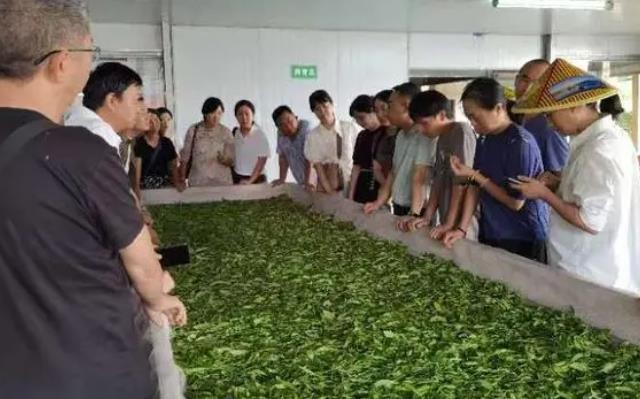 打出产销“组合拳”！贵阳贵安举办秋茶生产技术培训