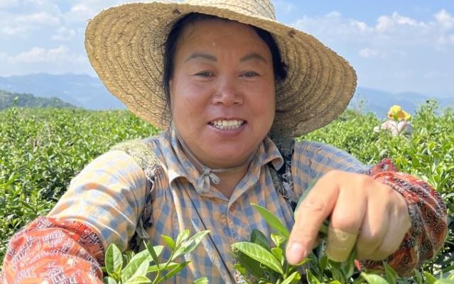 贵州仁怀：秋茶采摘正当时 加工制茶生产忙