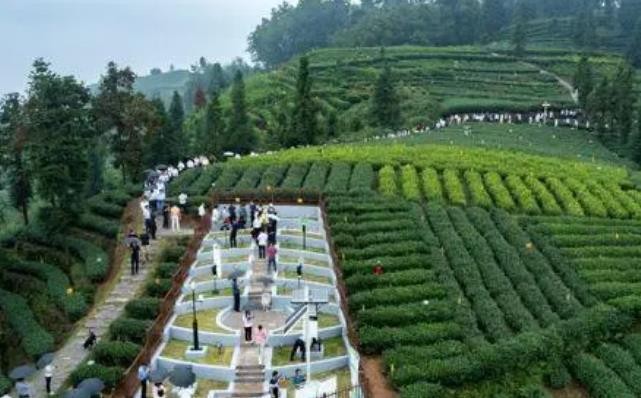 四川夹江：茶生产技术专家齐聚探讨“低碳茶”发展之路
