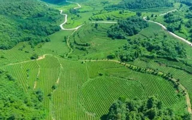 贵州金沙：因地制宜发展茶产业